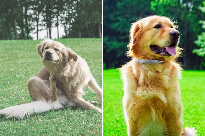 Top 3 Dog Flea & Tick Collars of 2025 — Reviewed & Ranked